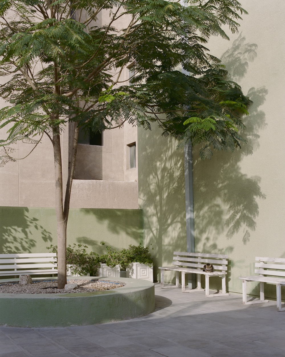 A sunlit courtyard with a liwan features a tree in a circular planter, surrounded by white benches. Shadows from the tree fall on the pale green wall, and a cat is resting on one of the benches.