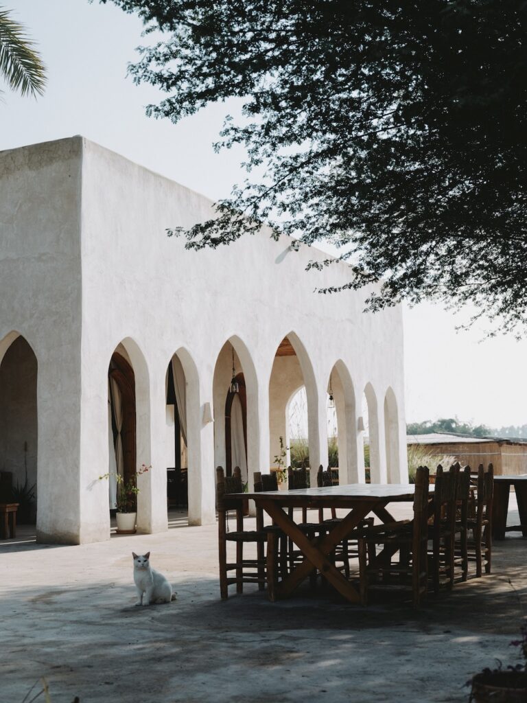 A white cat sits on a sunny patio near a liwan, in front of a building with white arches and wooden outdoor furniture, partially shaded by a large tree.