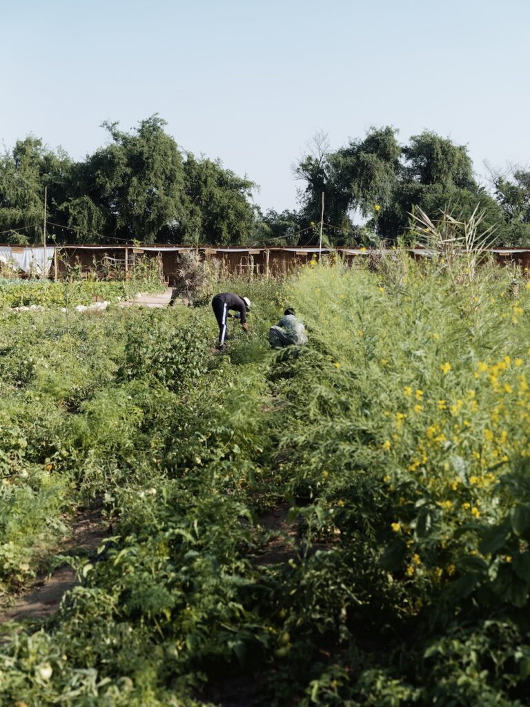 Two people are working in a lush green vegetable garden with flowering plants, near a traditional liwan, surrounded by trees and a wooden fence under a clear blue sky.