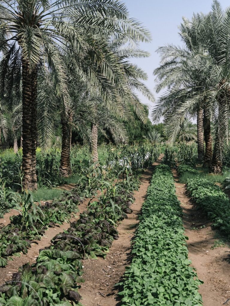 Rows of green crops grow in a field beneath tall palm trees, with a clear blue sky overhead and lush vegetation surrounding the liwan area.