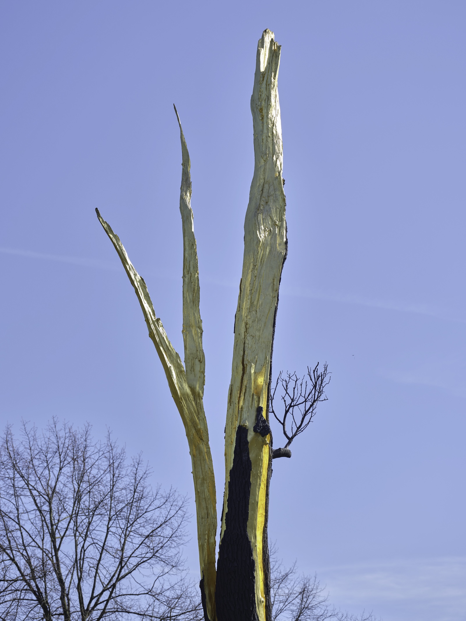 A tall, split tree trunk with pale, jagged branches stands against a clear blue sky. Leafless trees appear in the background.